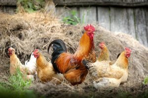 chickens g9accfbe98 1280